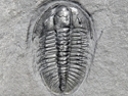 Ogygopsis