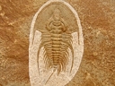 O.chiefensis