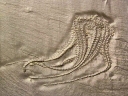 ブンデンバッハ化石