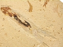 レバノン化石