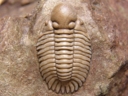 Pseudosphaerexochus sp.