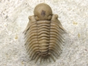 Pseudosphaerexochus