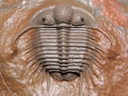 Cyphaspides