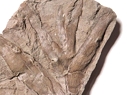ソテツ化石