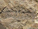 Drepanophycus