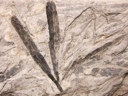 イチョウ化石