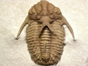 common Hoplolichas