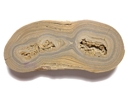 Recent Stromatolite