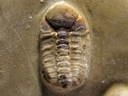 Trimerocephalus
