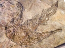 恐竜足跡